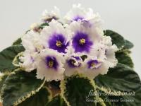 ЛЕ-Владимир (стандарт) (л/ук) - код Ф156 **