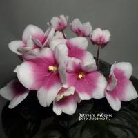 Optimara myDesire (стандарт) (л/ук) - код Ф034 **