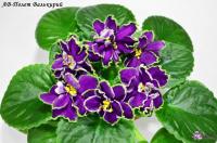 АВ-Полет Валькирий (стандарт) (л/ук) - код Ф369 **