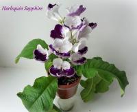 Harlequin Sapphire (Dibley) (дет) - код С110