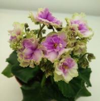 Morgan's Drifters Rose (миниатюра) (л/ук) - код Ф571