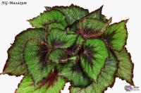 NG-Малахит (дет) - код Б142