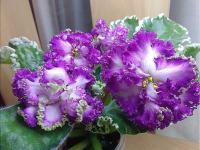 РС-Сьюзен (стандарт) (л/ук) - код Ф387 **