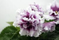 БР-Дама (стандарт) (л/ук) - код Ф396