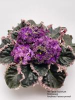 НК-Граф Воронцов (стандарт) (л/ук) - код Ф1012