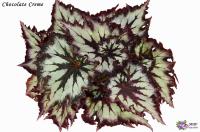 Chocolate Creme (л/ср) - код Б137