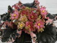 МТ-Пески Времени (стандарт) (л/ук) - код Ф296