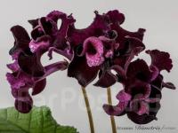 DS-Король Треф (дет) - код С086