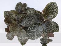 ТМ-Умка (сталон срез) - код Э042