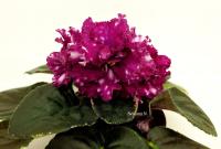 Rivermist Sizzle (стандарт) (л/ук) - код Ф811