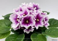 ПТ-Калахарский Самоцвет (стандарт) (л/ук) - код Ф483 **