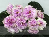 ВаТ-Джуля (стандарт) (л/ук) - код Ф1004