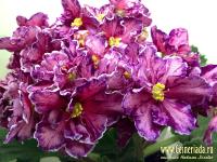 РС-Зорро (стандарт) (л/ук) - код Ф618 **