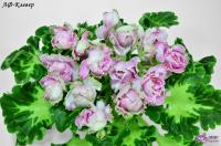 ЛФ-Клевер (стандарт) (л/ук) - код Ф721