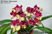 DS-Берег Кроликов (дет) - код С055