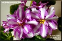 НиЛ-Малиновый Ветер (стандарт) (л/ук) - код Ф673 **