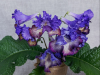 ТФ-Махаон (дет) - код С173