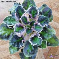 MF-Мотылек (листовая химера-стандарт) (п/ук) - код ф1052