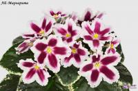 ЛЕ-Маргарита (стандарт) (л/ук) - код Ф168