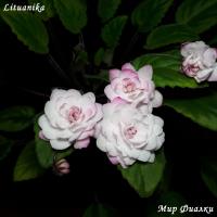 Lituanika (миниатюрный-трейлер) (л/ук) - код Ф365 Lituanika (миниатюрный-трейлер) (л/ук) - код Ф365