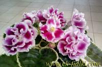 ЕК-Юлия (стандарт) (л/ук) - код Ф617 **