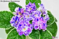 Dn-Цветные Валентинки (стандарт) (л/ук) - код Ф068 **