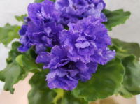 АВ-Сказочная Тайга (стандарт) (л/ук) - код Ф027