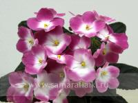 Rhapsodie Rosalie (стандарт) (л/ук) - код Ф989