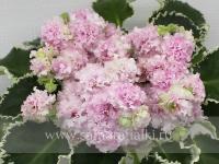 АВ-Малина на Снегу (стандарт) (л/ук) - код Ф306