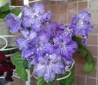 Titan's Robe (дет) - С148