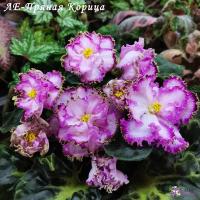 ЛЕ-Пряная Корица (стандарт) (л/ук) - код Ф158