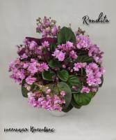 Rondita (трейлер) (дет) - код Ф1043