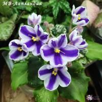 МВ-Лапландия (миниатюра-химера) (Новинка) (п/ук) - Ф784