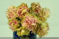 ЕК-Расплетало Лето Косы (стандарт) (л/ук) - код Ф787