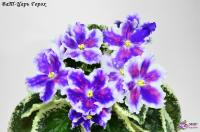 ВаТ-Царь Горох (стандарт) (л/ук) - код Ф207