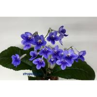 Bethan (Dibley) (дет) - С160