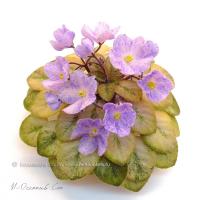 Н-Осенний Сон (миниатюра) (л/ср) - код Ф898 **