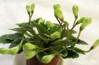 Н-Кантри (миниатюра) (л/ук) - код Ф835