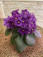 НД-Взрывная Брюнетка (стандарт) (л/ук) - код Ф619