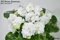 ЛЕ-Белая камелия (стандарт) (л/ук) - код Ф120