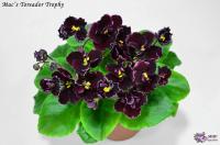 Mac’s Toreador Trophy (миниатюра) (л/ср) - код Ф932 **