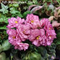 ЛФ-Мраморный Пион (стандарт) (л/ук) - код Ф268
