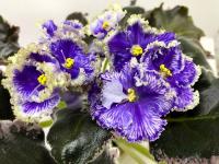 КО-Путеводная Нить (стандарт) (л/ук) - код Ф1018