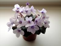 Smitten Kitten (миниатюра) (л/ср) - код Ф622