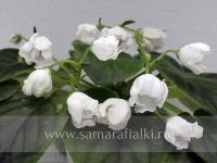 РМ-Белый Тюльпан (стандарт) (л/ук) - код Ф415