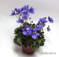 Mac's Pizza Pizzicato (миниатюра) (л/ср) - код Ф657