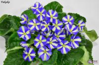 Yukako (стандарт-химера) (п/ук) - код Ф073