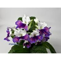 Harlequin Damsel (Dibley) (дет) - код С056