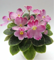 НК-Дiвчинка (миниатюра) (л/ср) - код Ф584