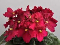 Optimara Little Maya (миниатюра) (л/ср) - код Ф961